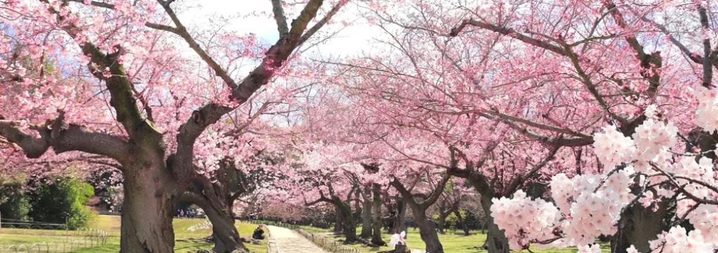 Hanami at the Botanical Garden - Facile Tours