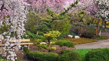 Hanami at the Botanical Garden