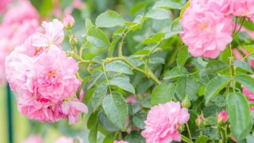 Rome’s Municipal Rose Garden Reopens for Spring 2026