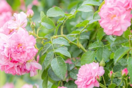 Rome’s Municipal Rose Garden Reopens for Spring 2026